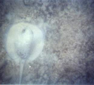 Auch ein Rochen haben wir gesehen