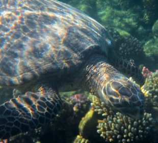 Schildkröte am Hausriff