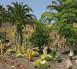 Cactualdea - Innenbereich