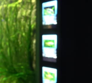 Tierpark Hellabrunn - Fische