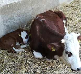 Stadtrundgang Hausach (Schwarzwald)