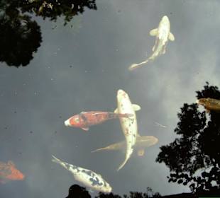 Naturwildpark Granat - Haltern