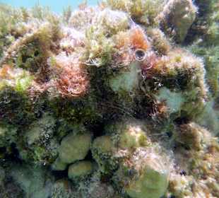 Riff Gorgonia 