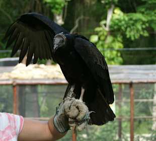 Einen Geier auf dem Arm