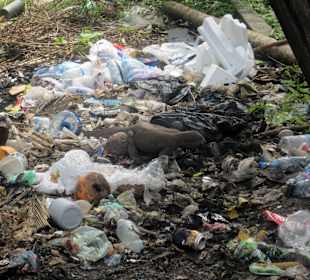 Hinter den Liegen, Tierimpressionen