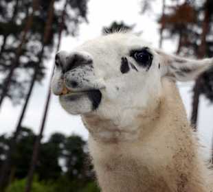  Serengeti Park Hodenhagen