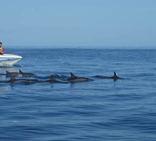 Delfintour sehr zu empfehlen