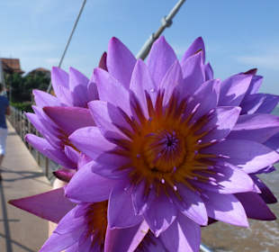 Lotosblüten für Buddha