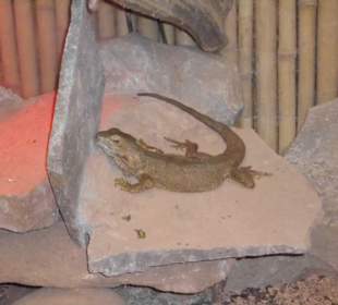 Weltvogelpark Walsrode