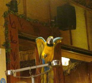 Der Papagei tanzt......