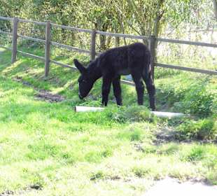 WildparkImpression September 2013