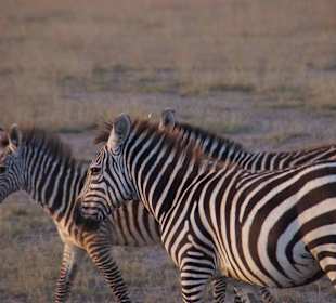 Tierwelt im Nationalpark