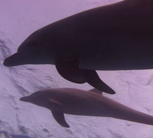 Delfinausflüge am Roten Meer in Hurghada