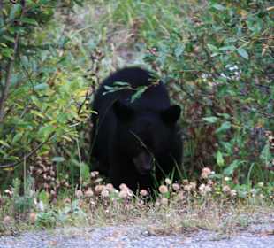 Auf dem Weg zum Maligne Lake
