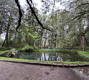 Alishan National Forest