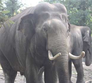 Elefanten