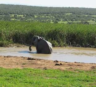 Elefanten im Addo Park
