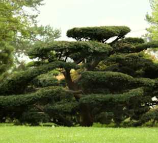 Bonsai im japanischen Garten