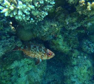 Blaue Lagune / Giftun