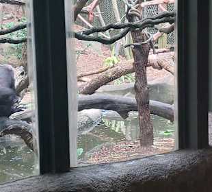 Singapur Zoo