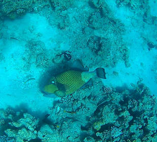 Fische im Hausriff