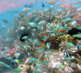 Mini coral reef near