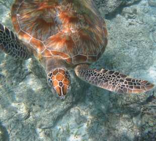 S-Kröte in der Lagune