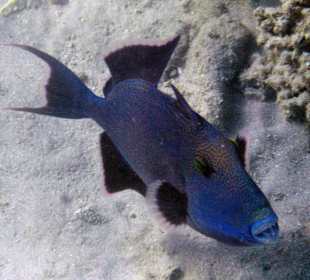 Blauer Drückerfisch