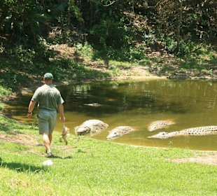 Fütterung der Krokodile