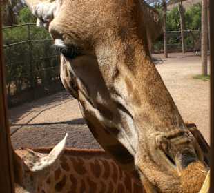 Giraffe