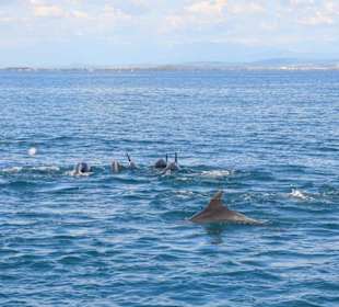 Delfini nel golfo di fronte al castello