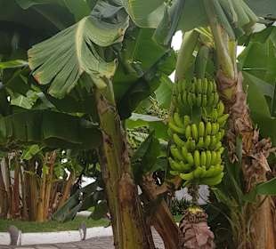 Wandern Puerto de la Cruz