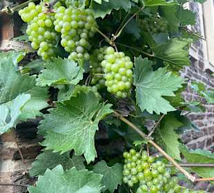 Wandern Bruttig-Fankel