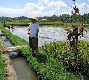 Wayan beim Bali-Aktiv-Tag auf dem Reisfeld