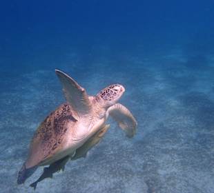 Schnorcheln Marsa Alam