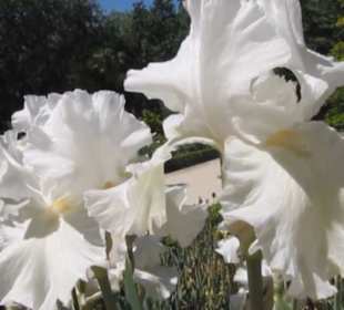 Real Jardín Botánico de Madrid