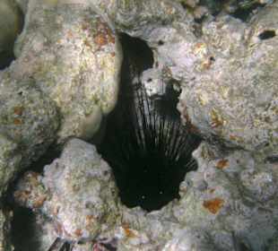 Seeigel im Riffgestein