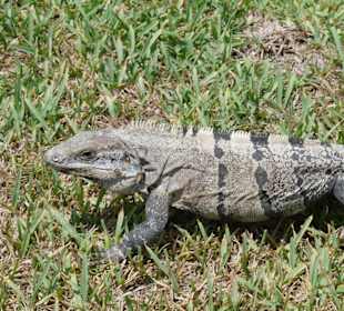 Leguane lassen sich gerne füttern
