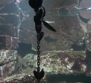 Tierpark Hellabrunn - Fische