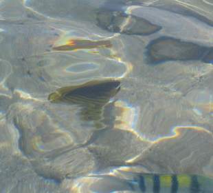 Unterwasserwelt direkt am Sandstrand
