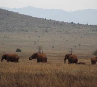 Safari