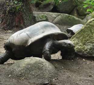 Botanischer Garten - Schildkröte