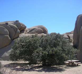 Joshua Tree N.P.
