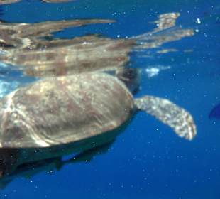 Marsa Alam Schildkröte