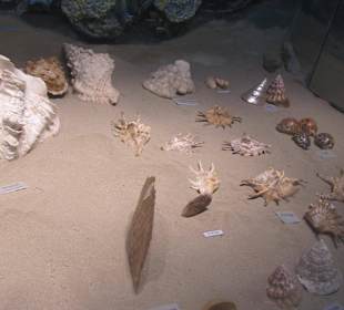  Sea Shells