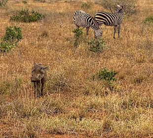 Zebra und Warzenschwein