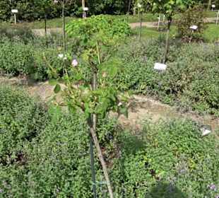 Rosengarten auf der Roseninsel