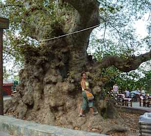 Platane in Krassi