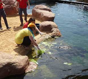 Fütterung der Schildkröten