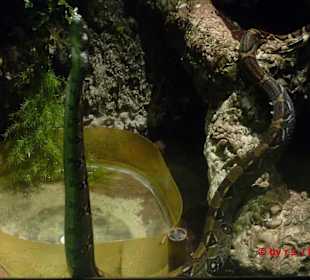 Aufgerichtete Schlange im Vordergrund